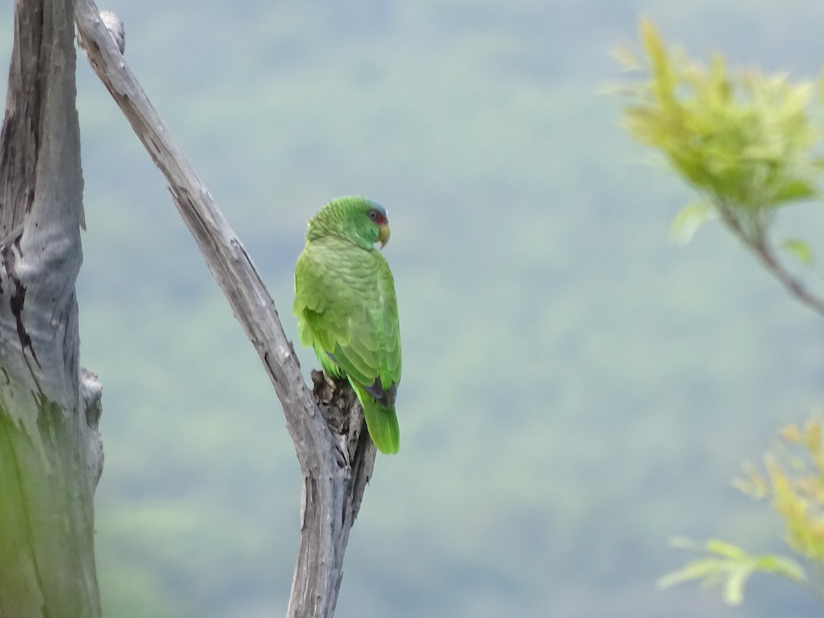 White-fronted Parrot - ML79907311