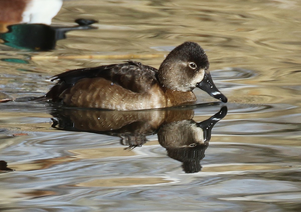 Ring-necked Duck - Kathleen Keef