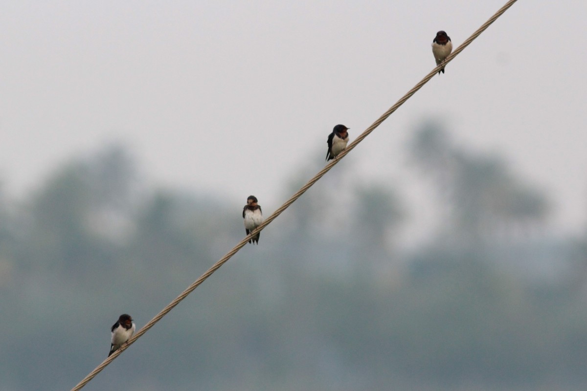 Barn Swallow - Lekshmi  Jayakumar