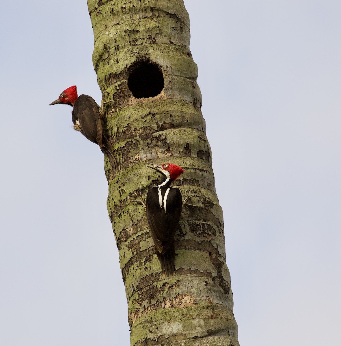 Guayaquil Woodpecker - Lance Runion 🦤