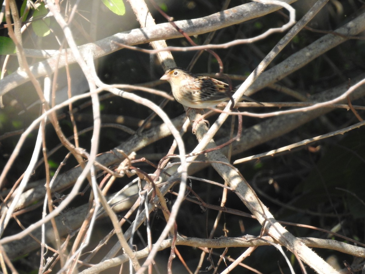 Grasshopper Sparrow - ML79913651