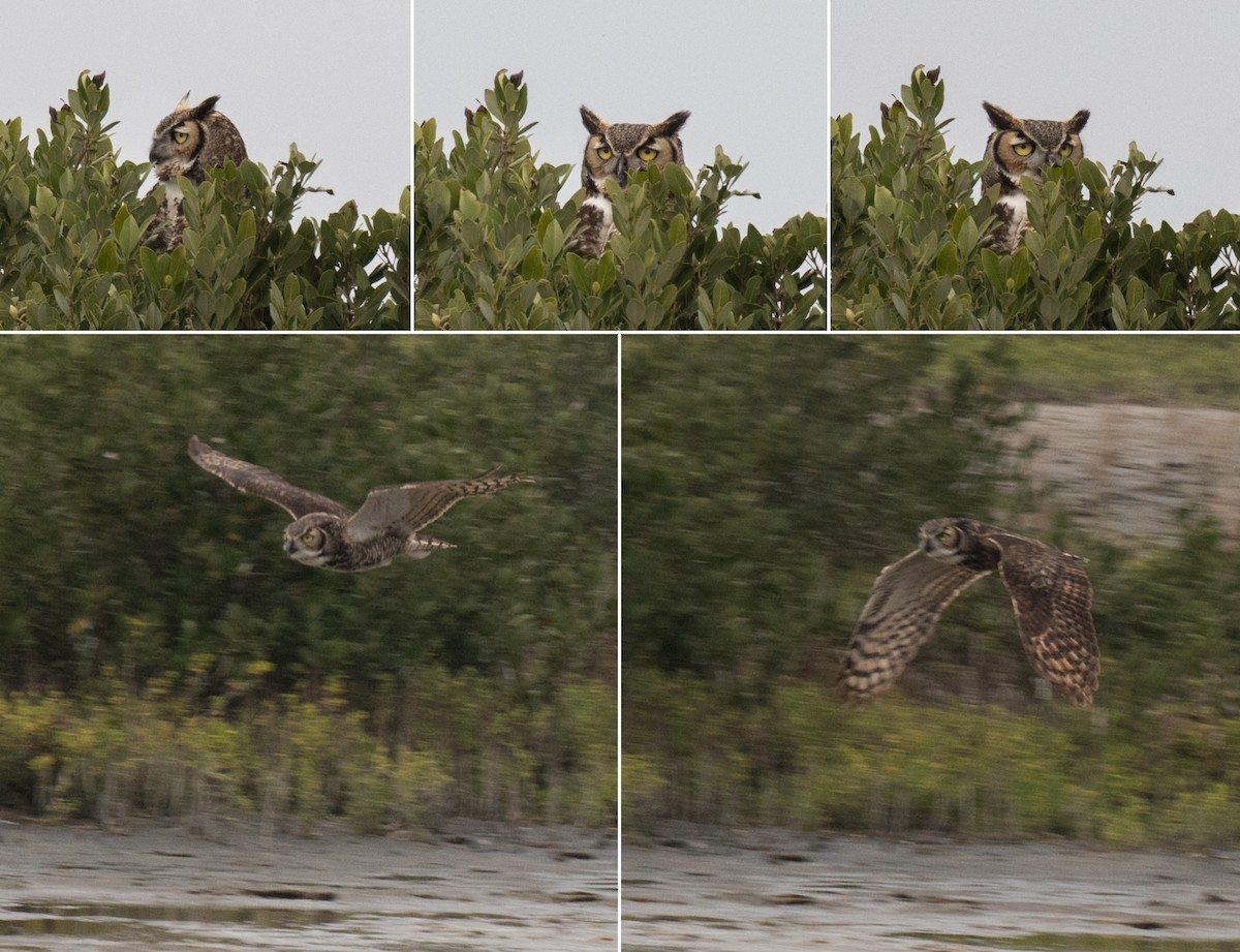 Great Horned Owl - ML79914551