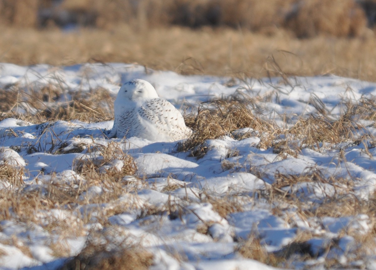 Snowy Owl - ML79915881