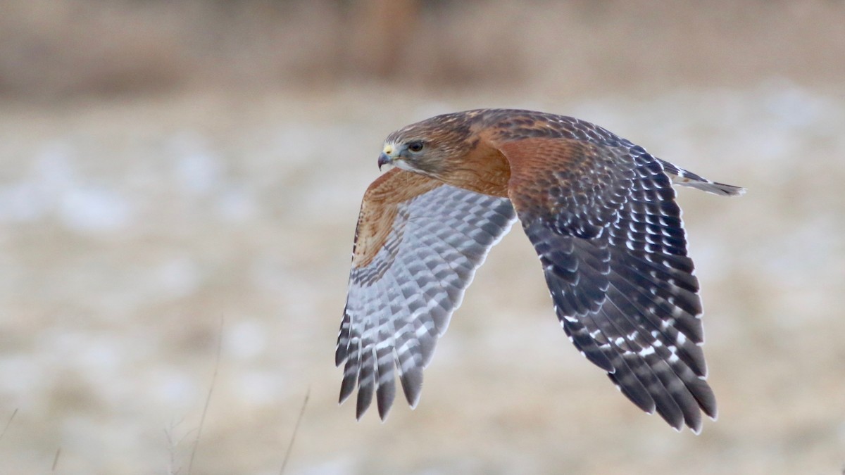 Red-shouldered Hawk - Brian Rusnica