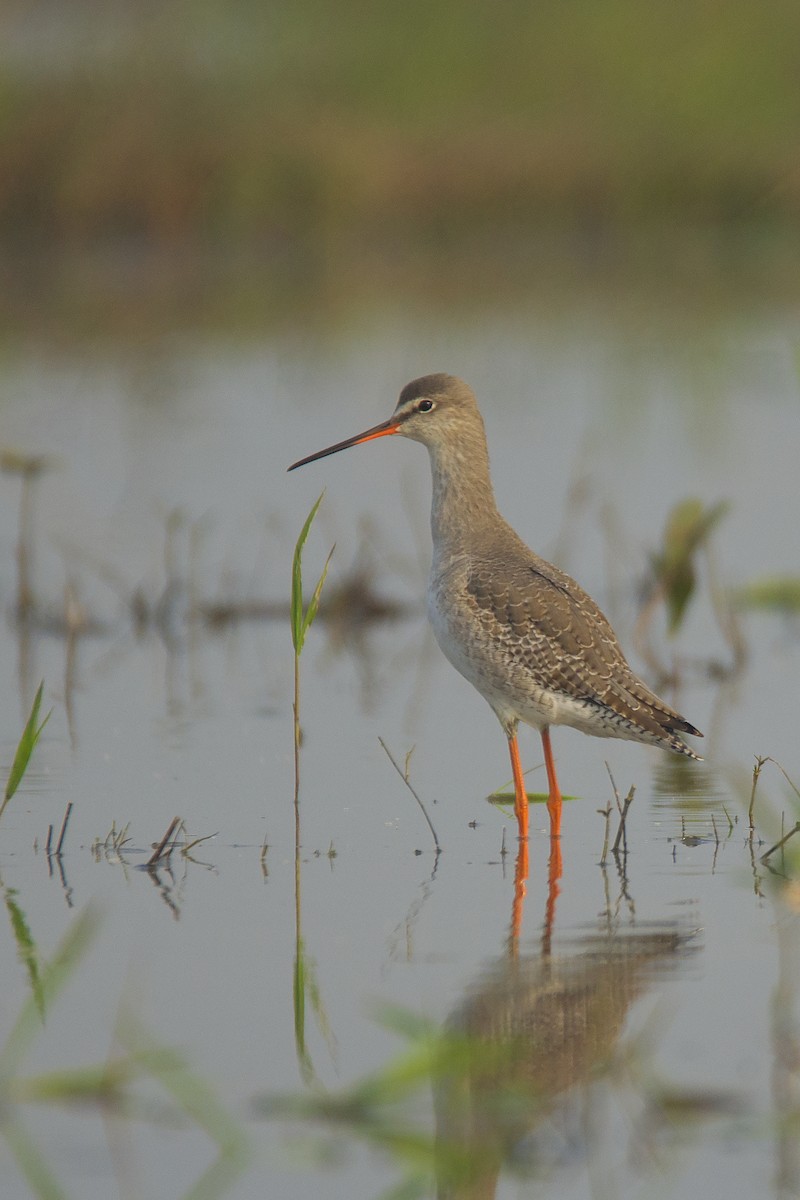 Spotted Redshank - Ayan Khanra