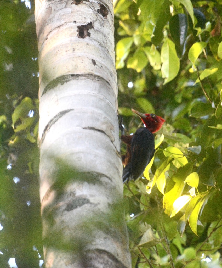 Red-necked Woodpecker - Jaime Thomas