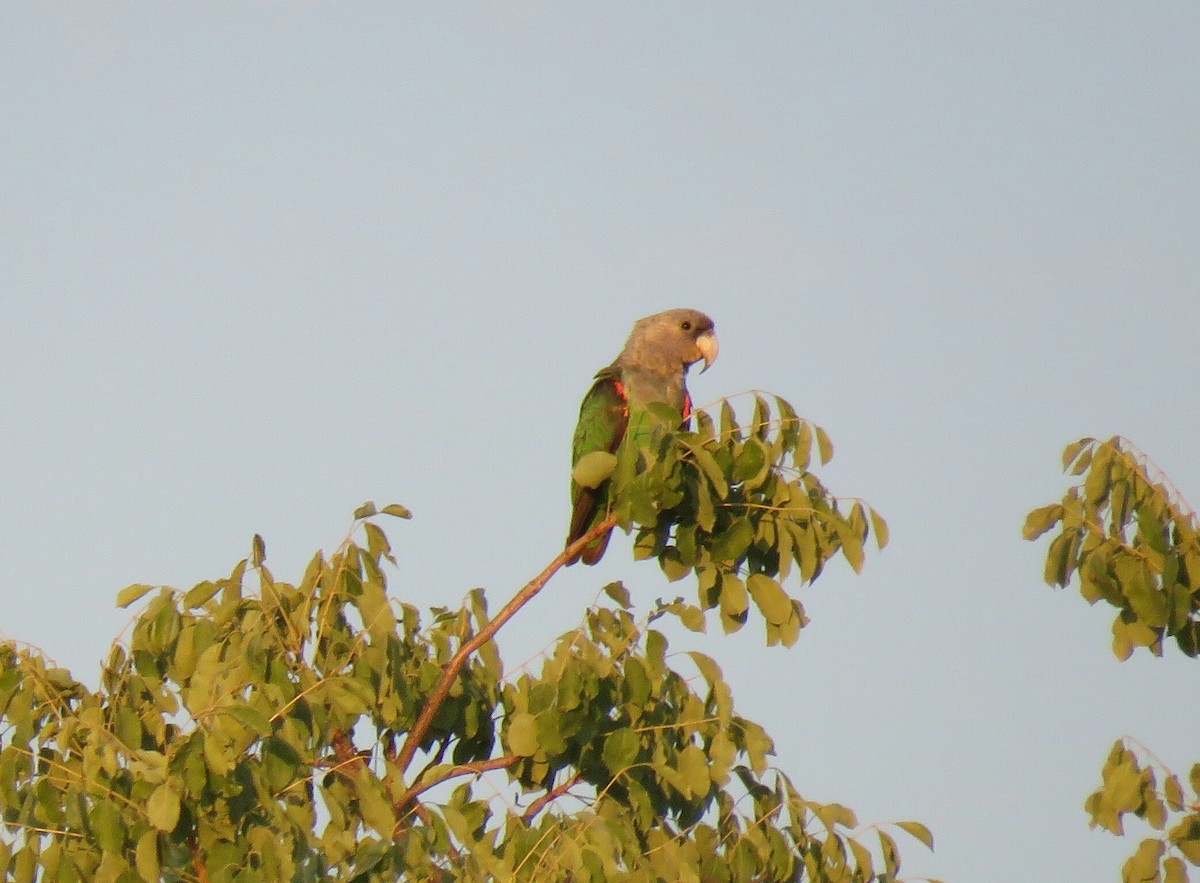 Brown-necked Parrot (Gray-headed) - ML79923261