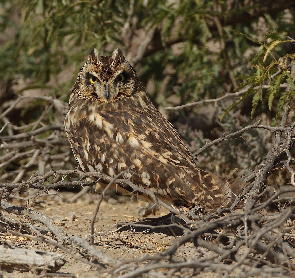 Short-eared Owl - ML79923551
