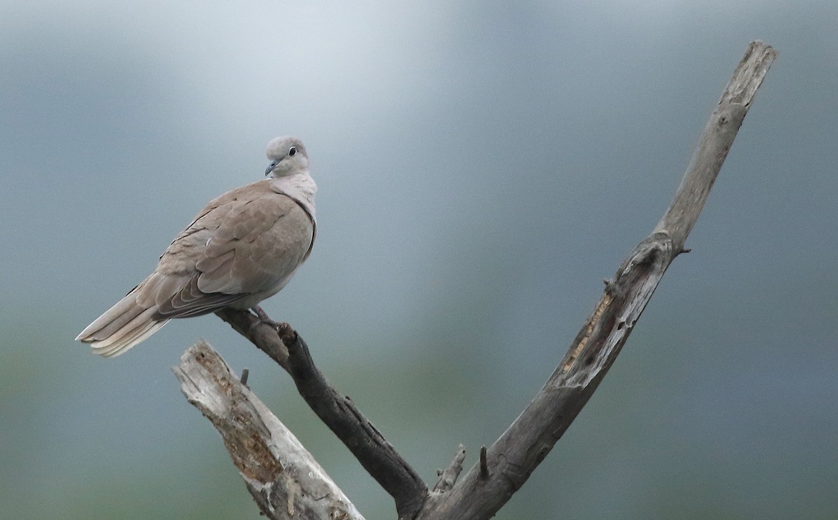 Eurasian Collared-Dove - ML79924501