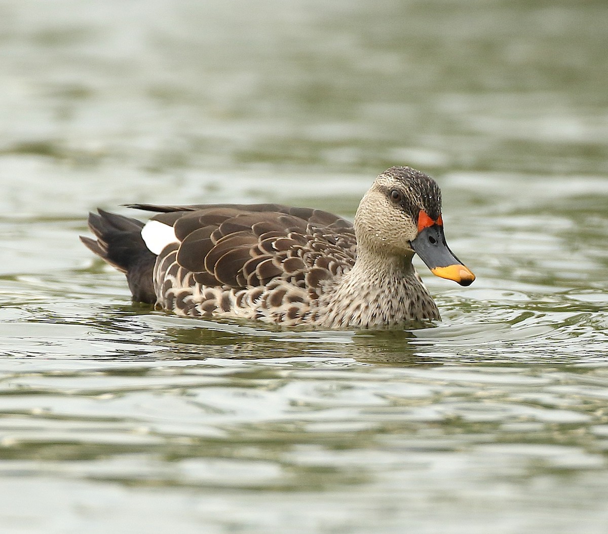 Indian Spot-billed Duck - Savio Fonseca (www.avocet-peregrine.com)