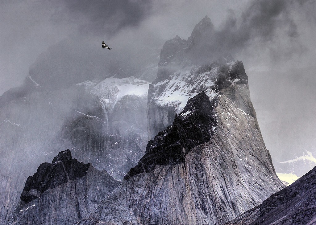 Andean Condor - Ben Hall Photography
