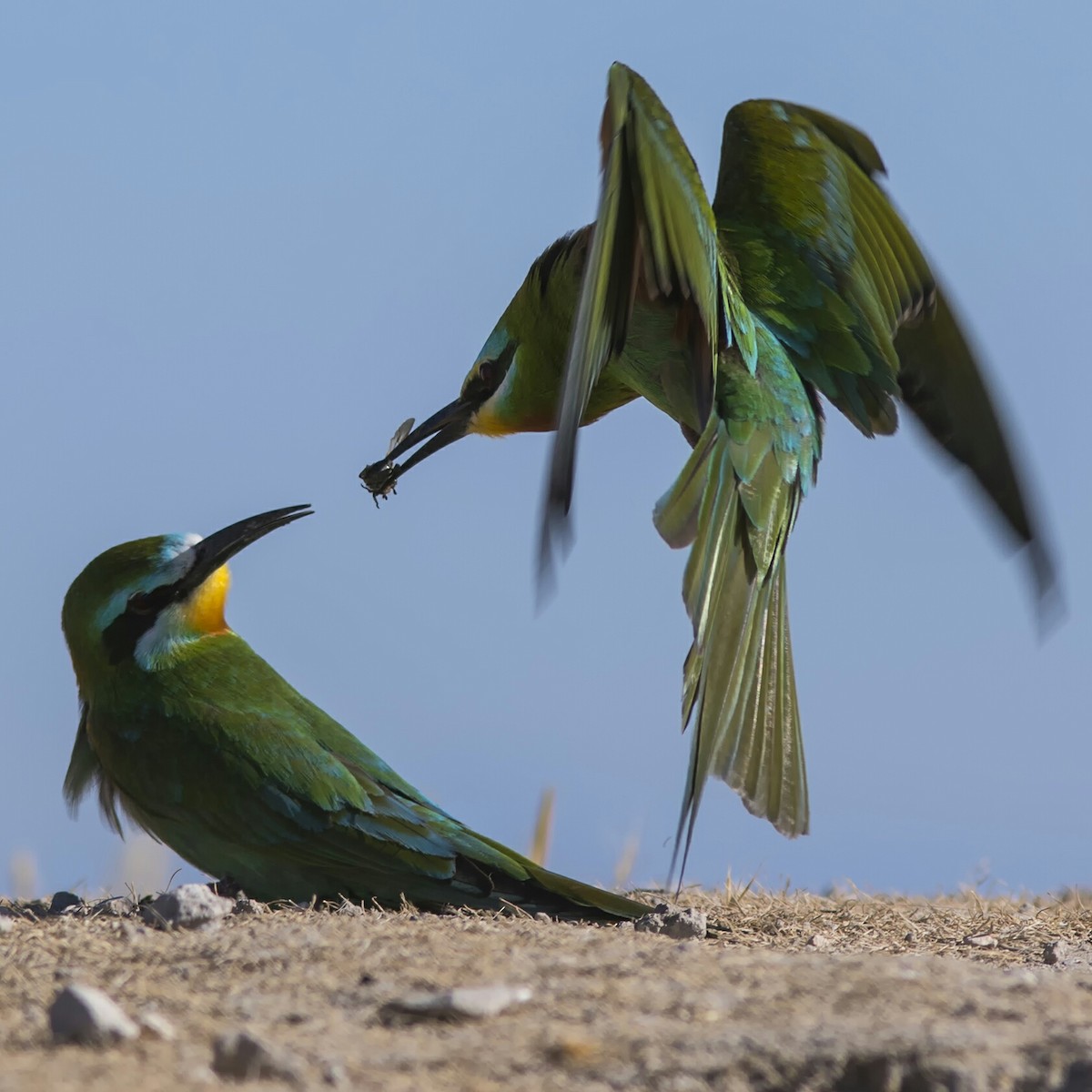 Blue-cheeked Bee-eater - ML79925561