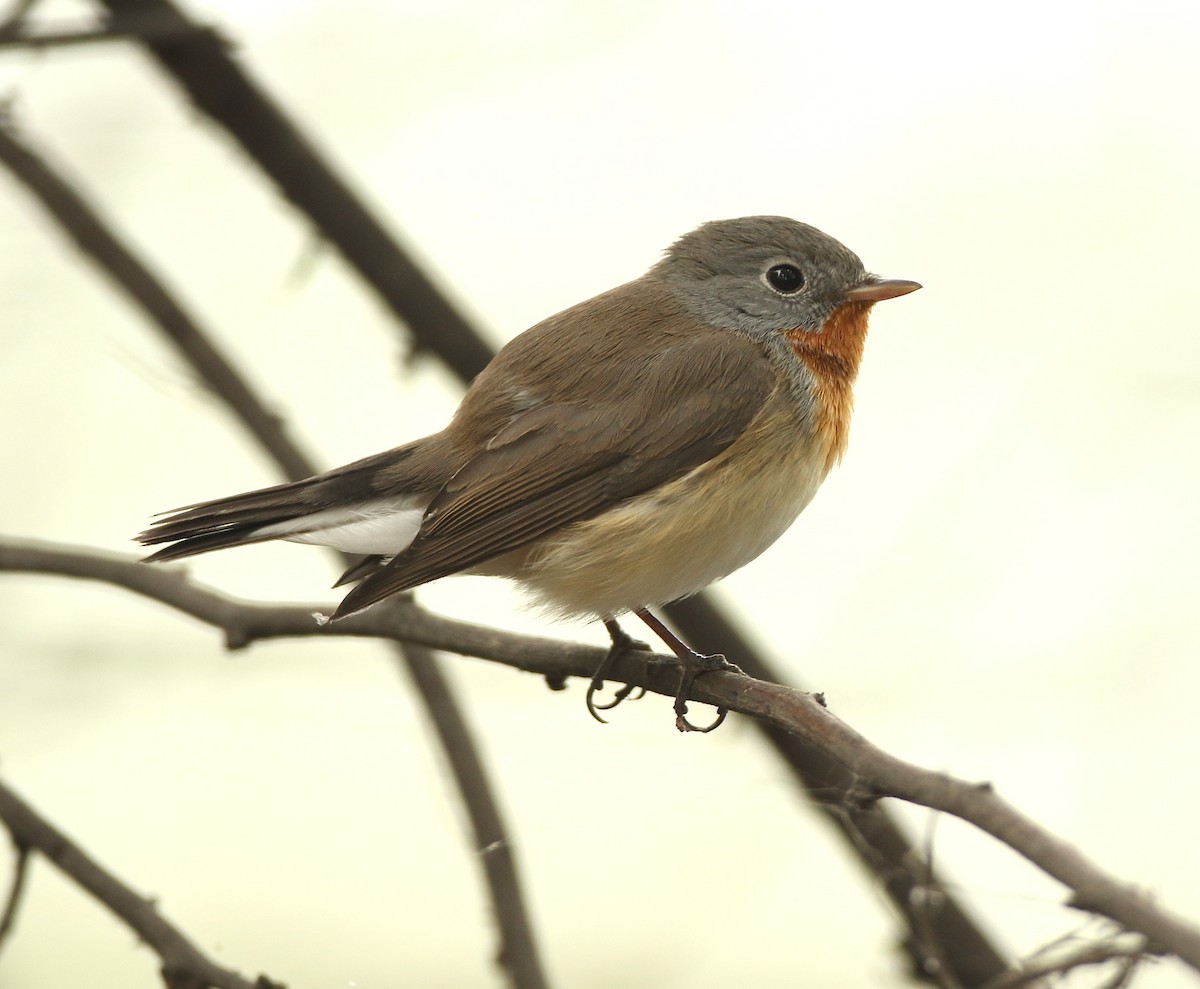 Red-breasted Flycatcher - ML79925691