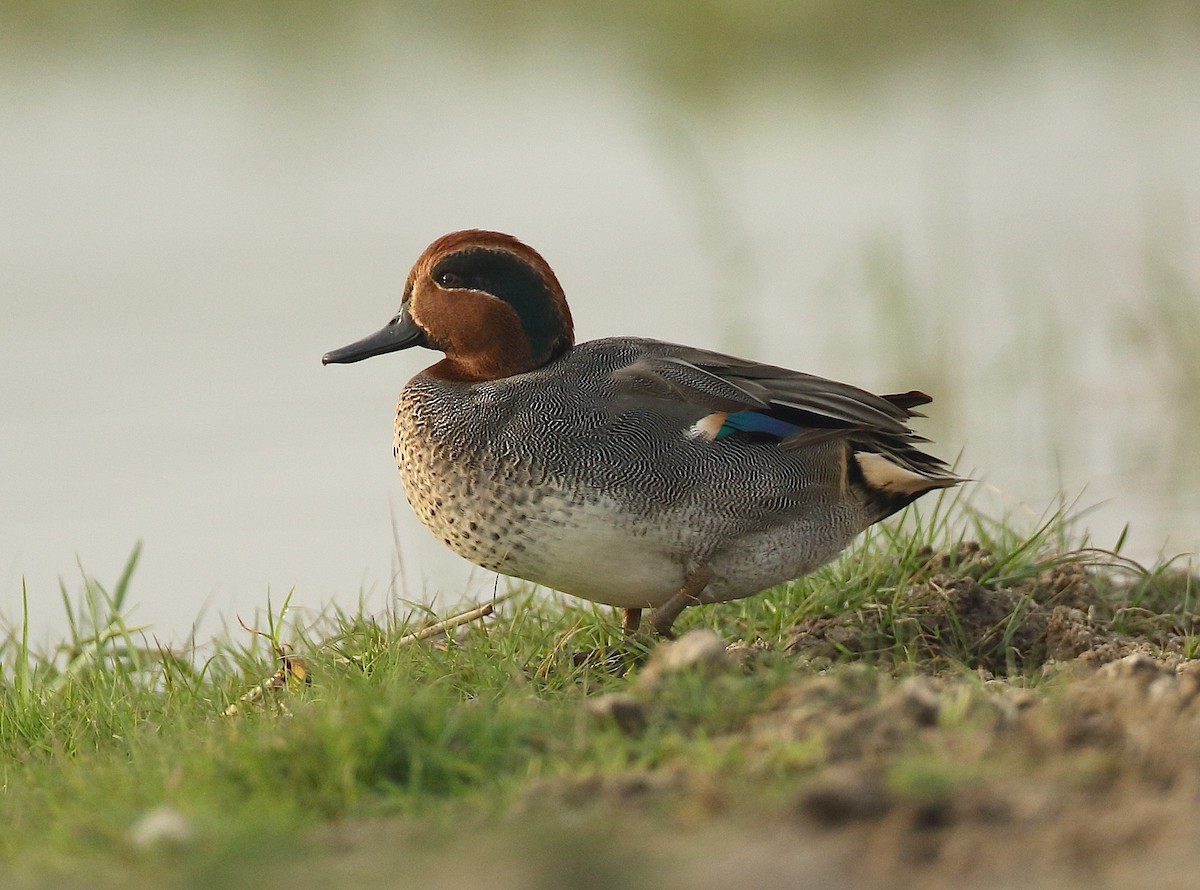 Green-winged Teal - ML79925961