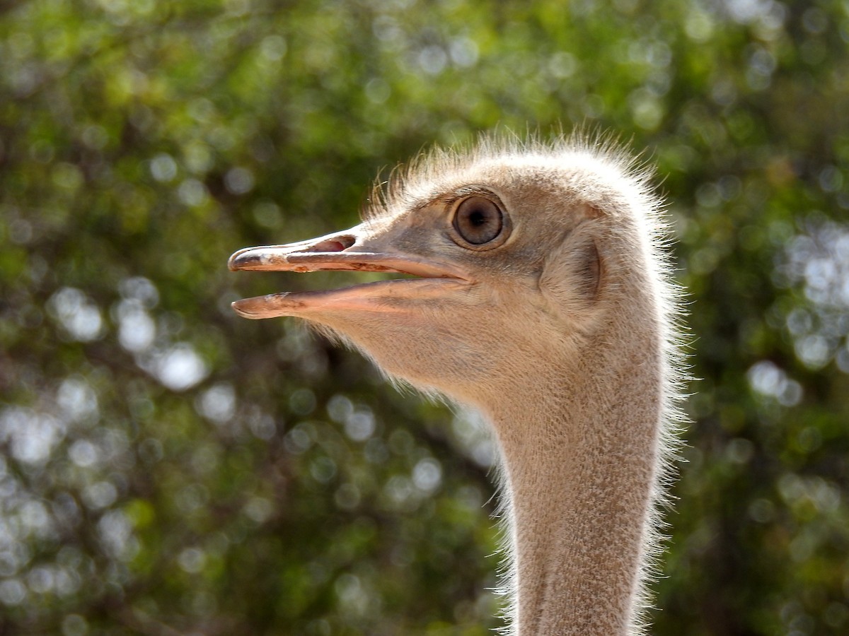 Сомалийский страус - ML79927051