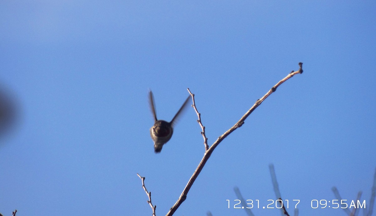 Anna's Hummingbird - ML79927371