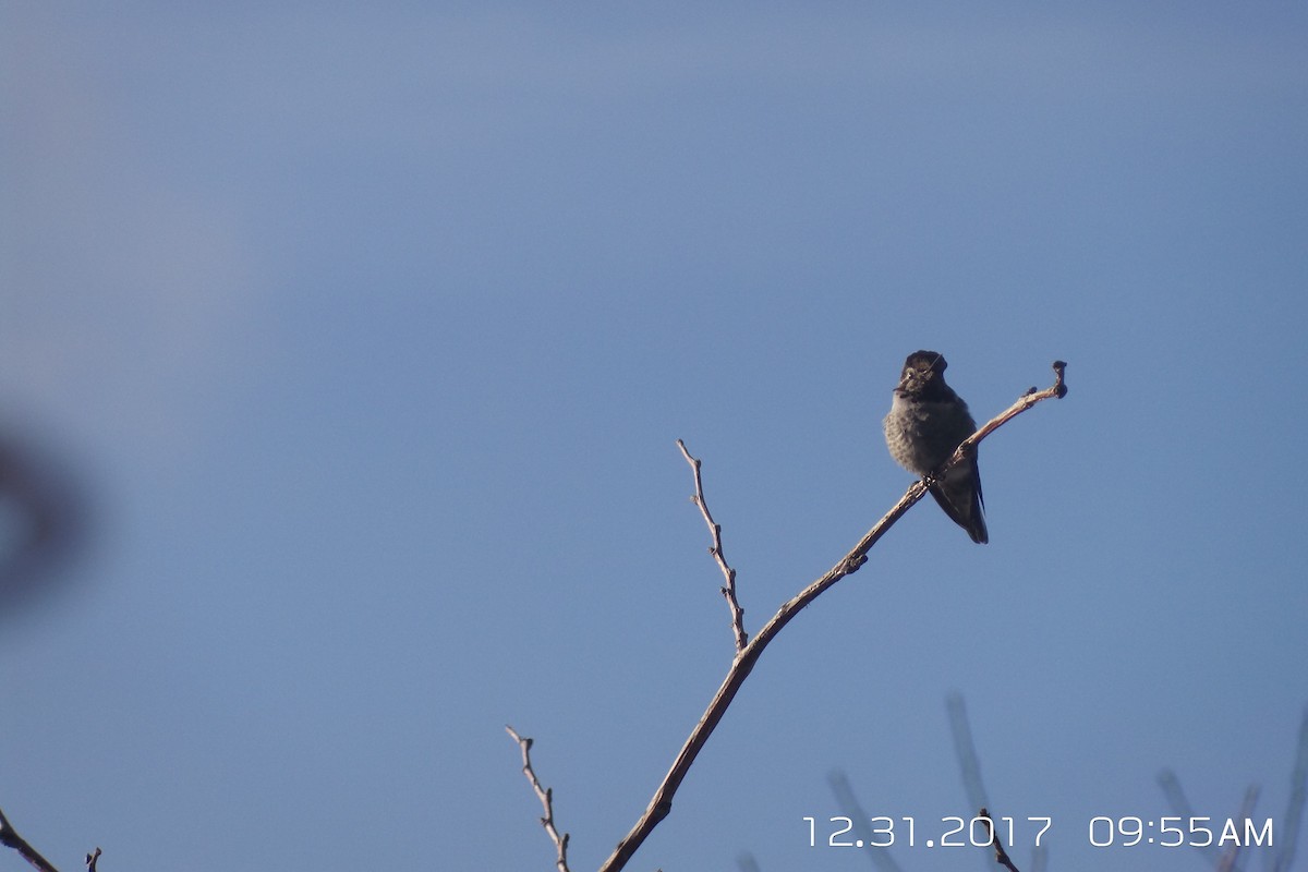 Anna's Hummingbird - ML79927551