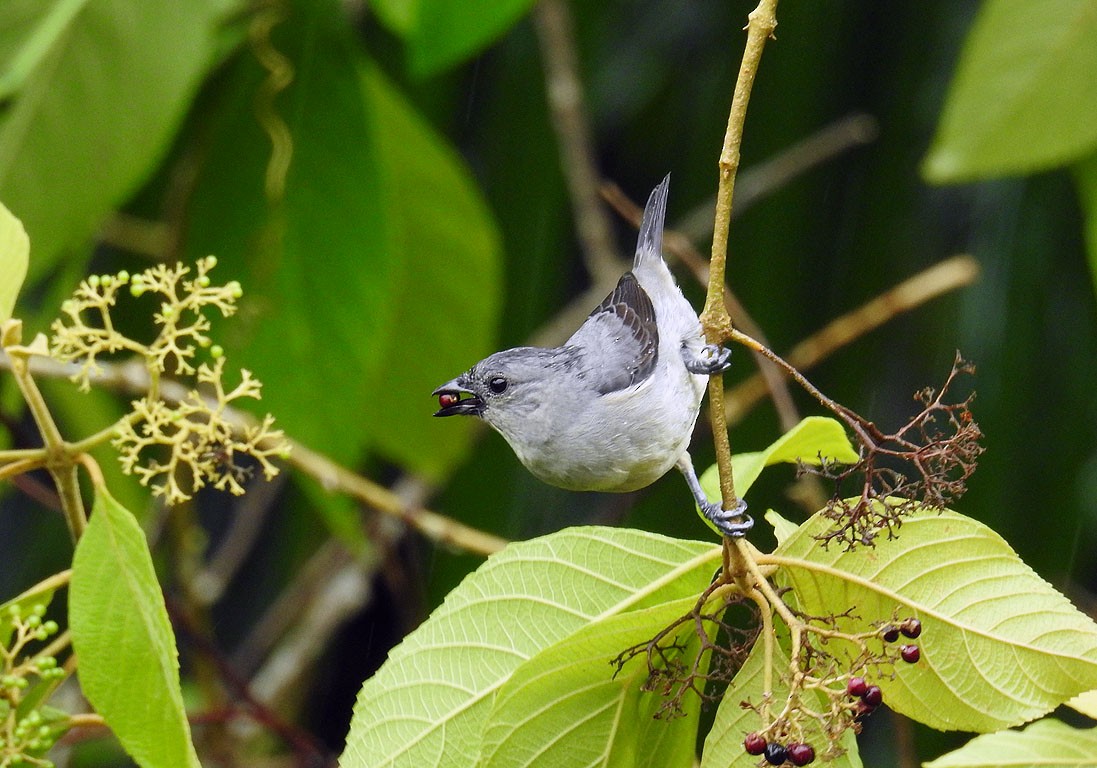 Plain-colored Tanager - ML79927731