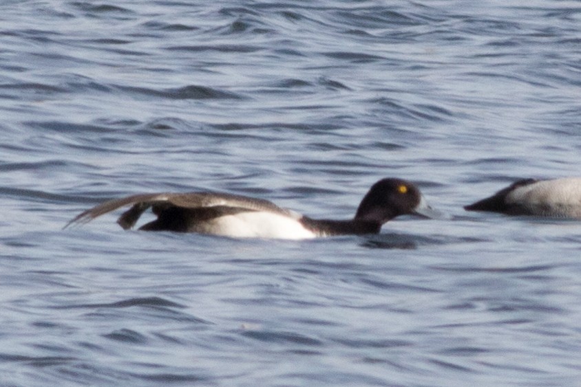 Greater Scaup - ML79933391