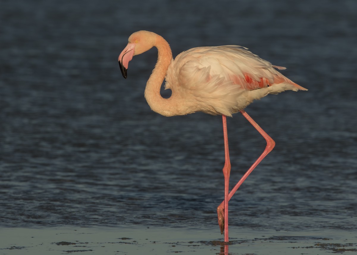 Greater Flamingo - Fahri Tunc