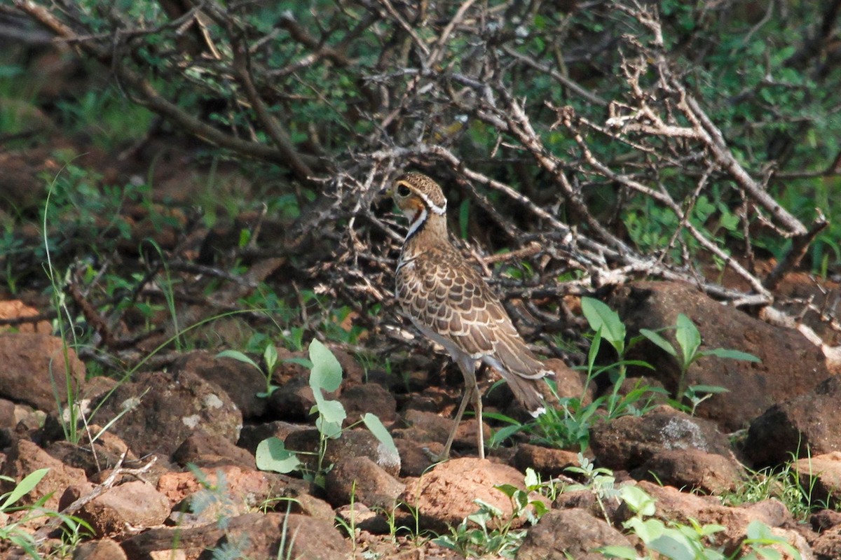 Three-banded Courser - ML79938191