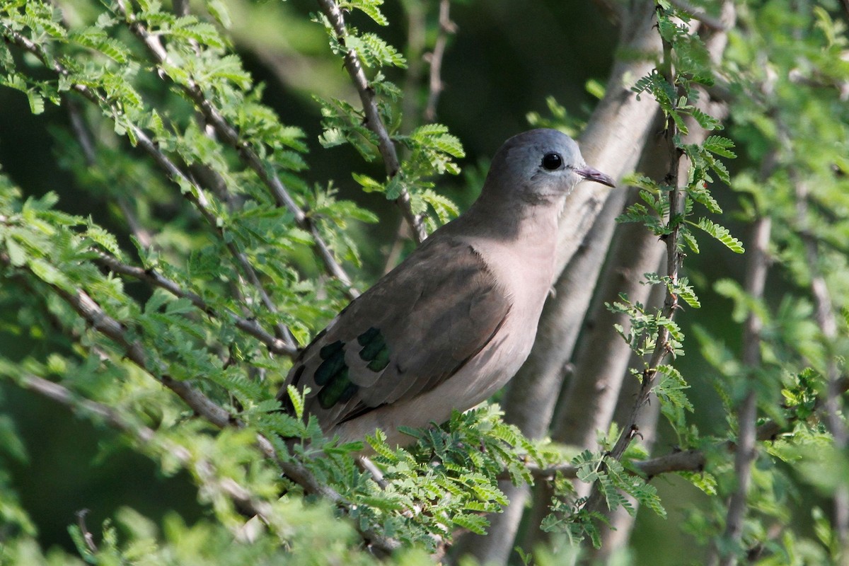 Emerald-spotted Wood-Dove - ML79938291