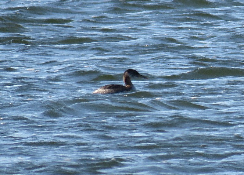 Red-necked Grebe - ML79939261