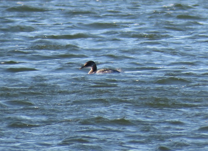 Red-necked Grebe - ML79939271