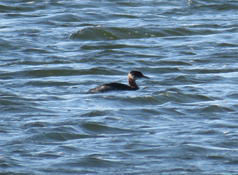 Red-necked Grebe - ML79939281