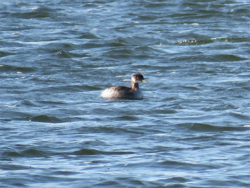 Red-necked Grebe - ML79939291