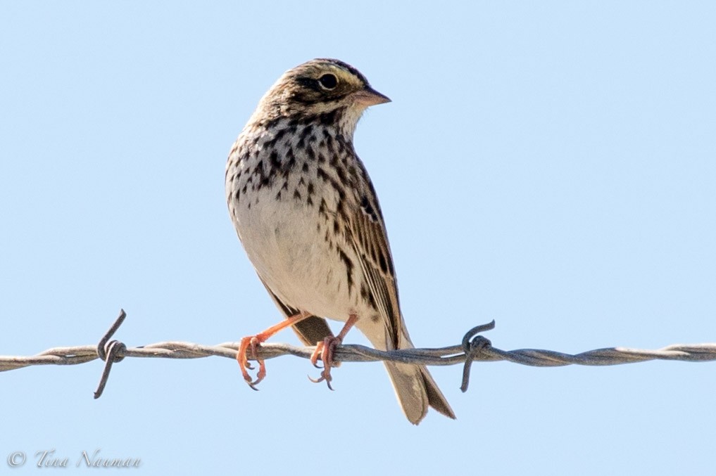 Savannah Sparrow - ML79943171