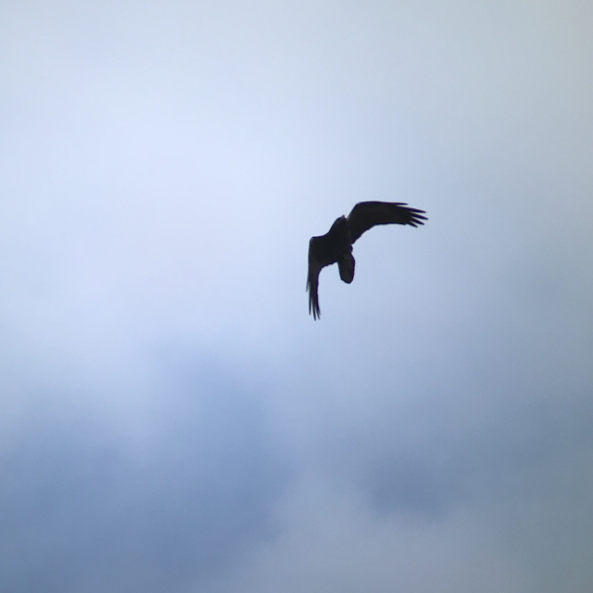 Common Raven - Brennan Mulrooney
