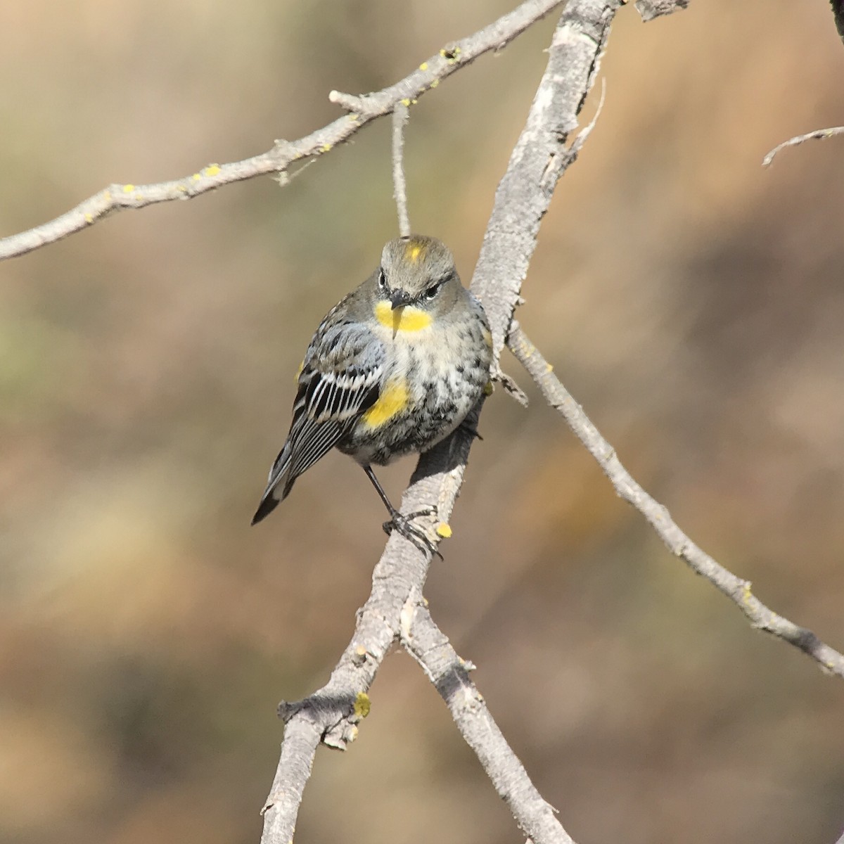 Yellow-rumped Warbler (Audubon's) - Brennan Mulrooney