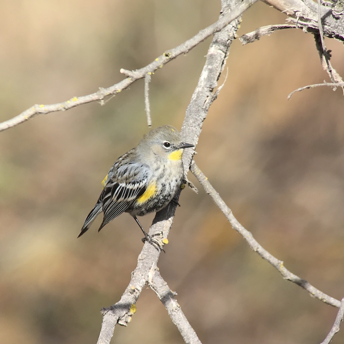 Yellow-rumped Warbler (Audubon's) - ML79943511
