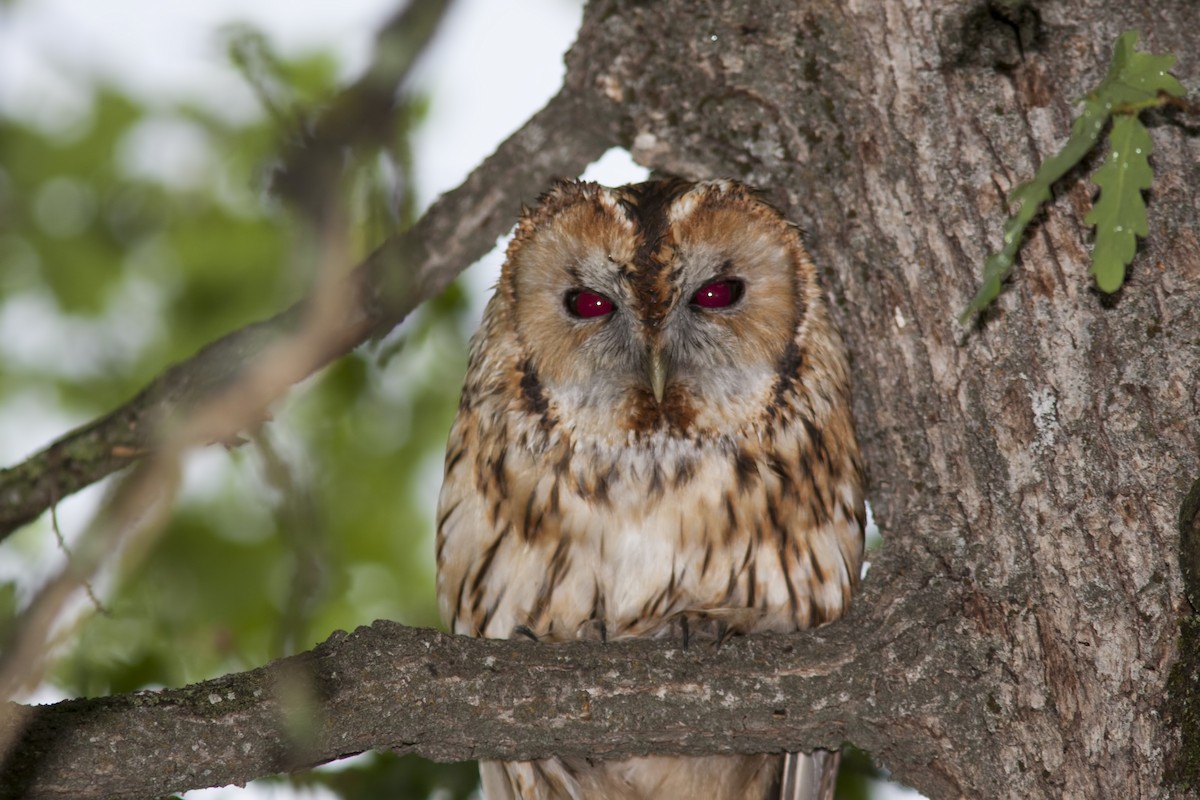 Tawny Owl - Fahri Tunc