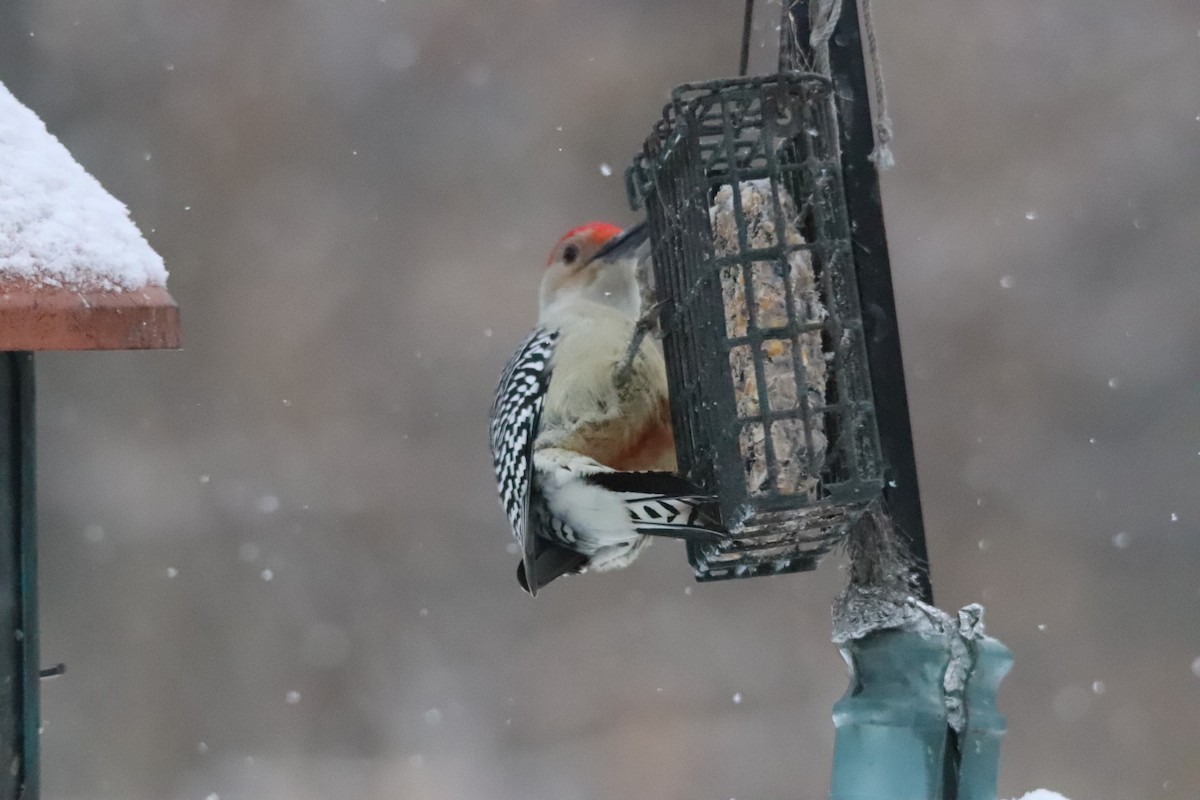 Red-bellied Woodpecker - Steve Lauermann