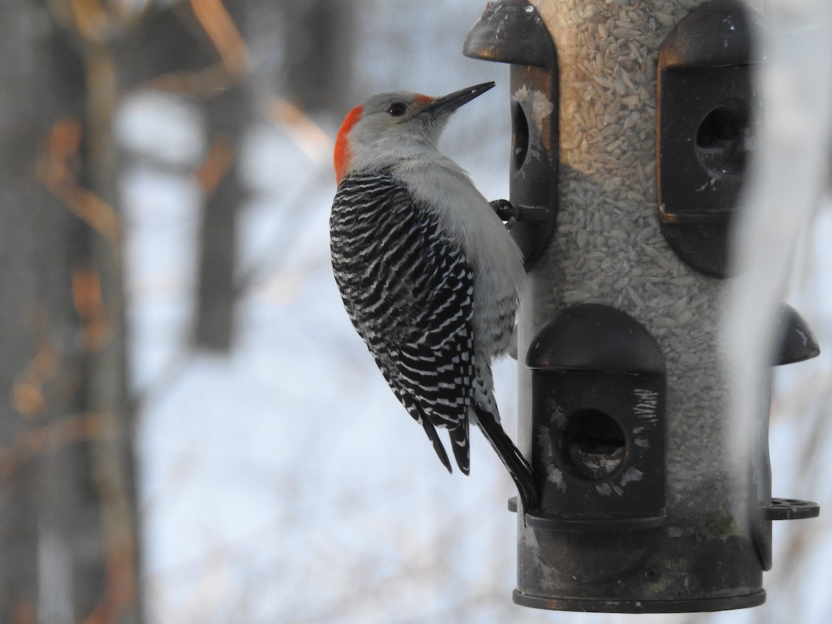 Red-bellied Woodpecker - Brian Hutchinson