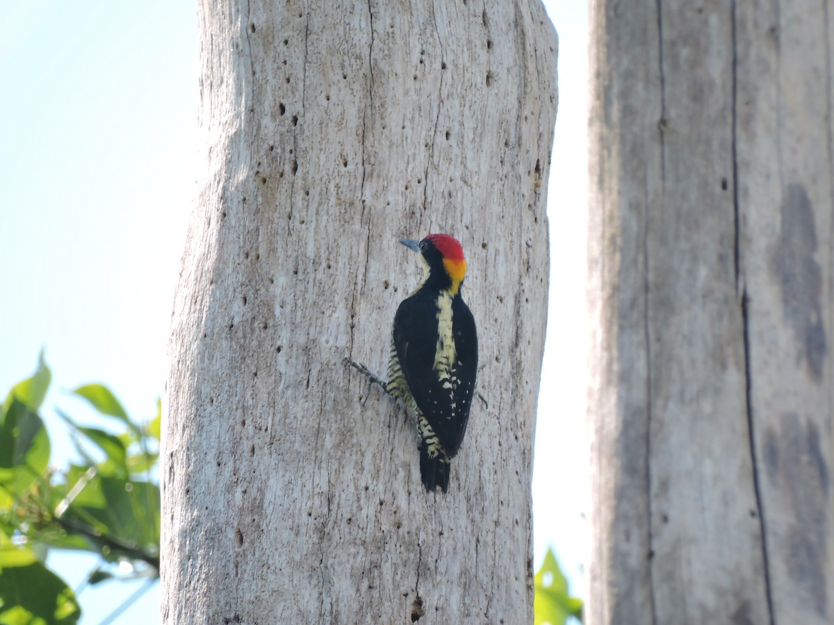 Beautiful Woodpecker - Edwin Munera