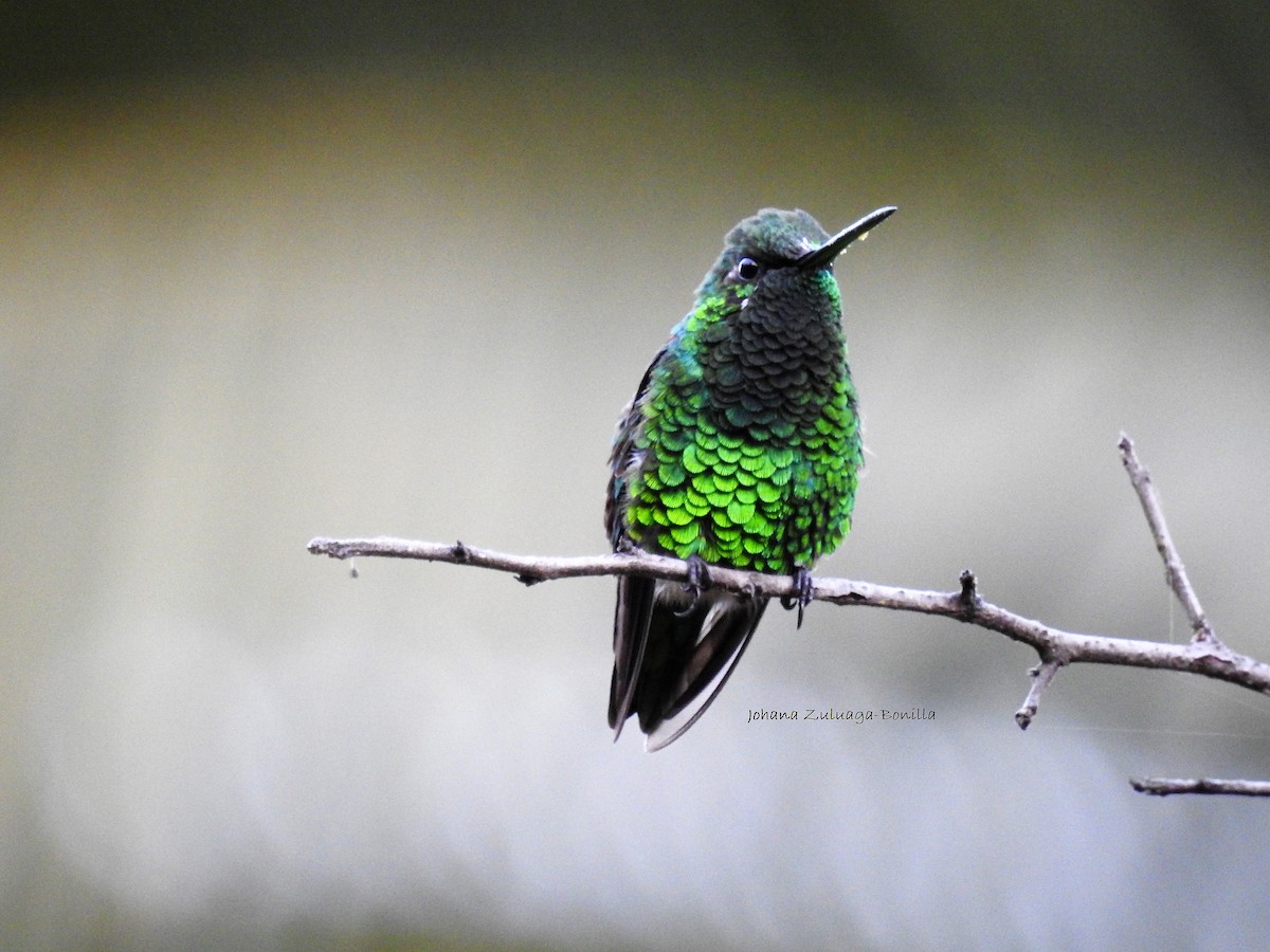 Short-tailed Emerald - Johana Zuluaga-Bonilla