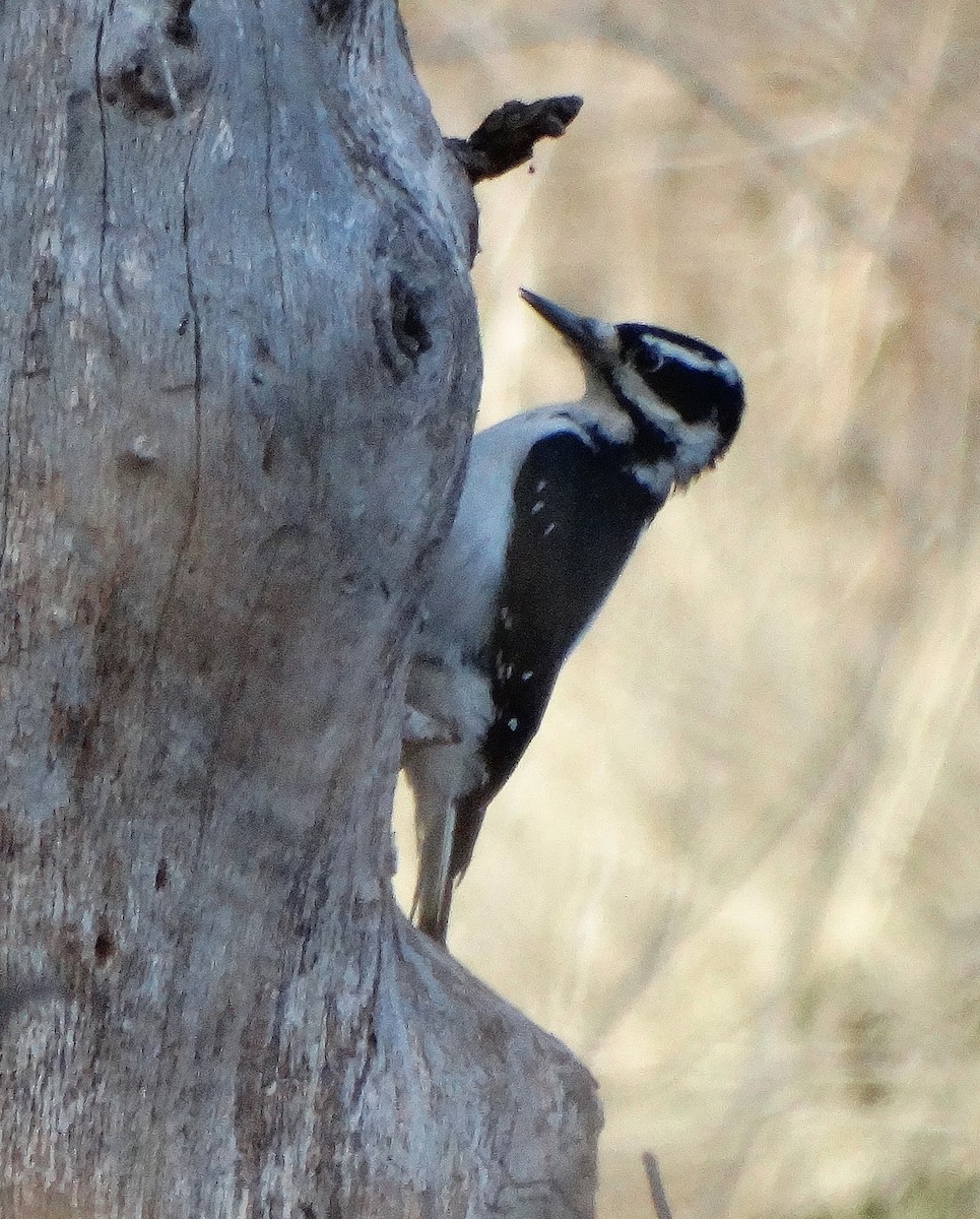 Hairy Woodpecker - Cara Barnhill
