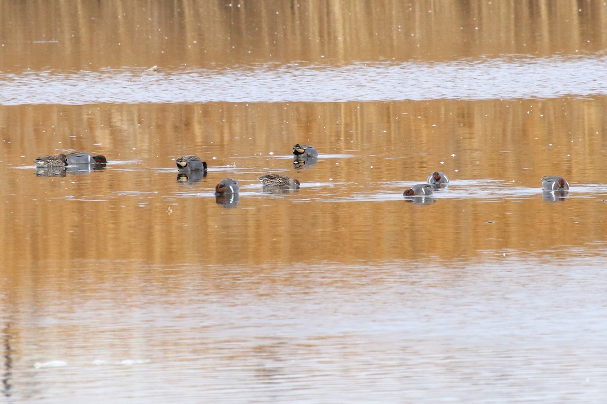 Green-winged Teal - ML79962331