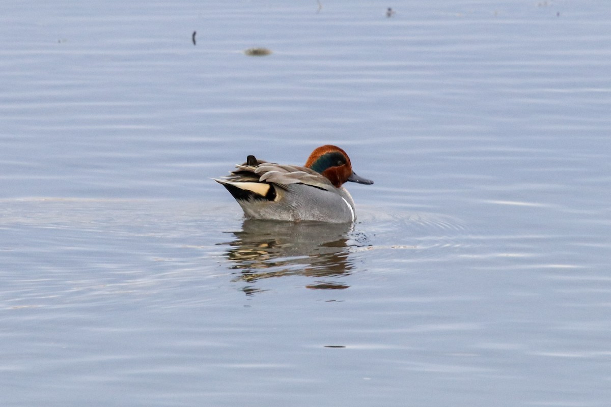 Green-winged Teal - ML79962391