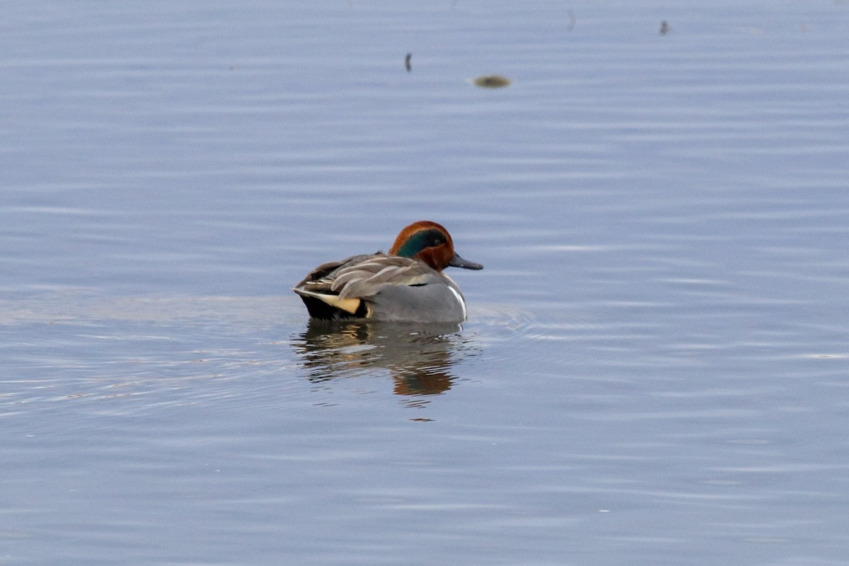 Green-winged Teal - ML79962401