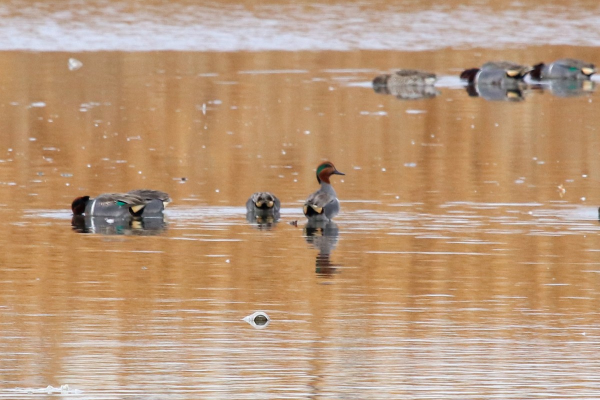 Green-winged Teal - ML79962491