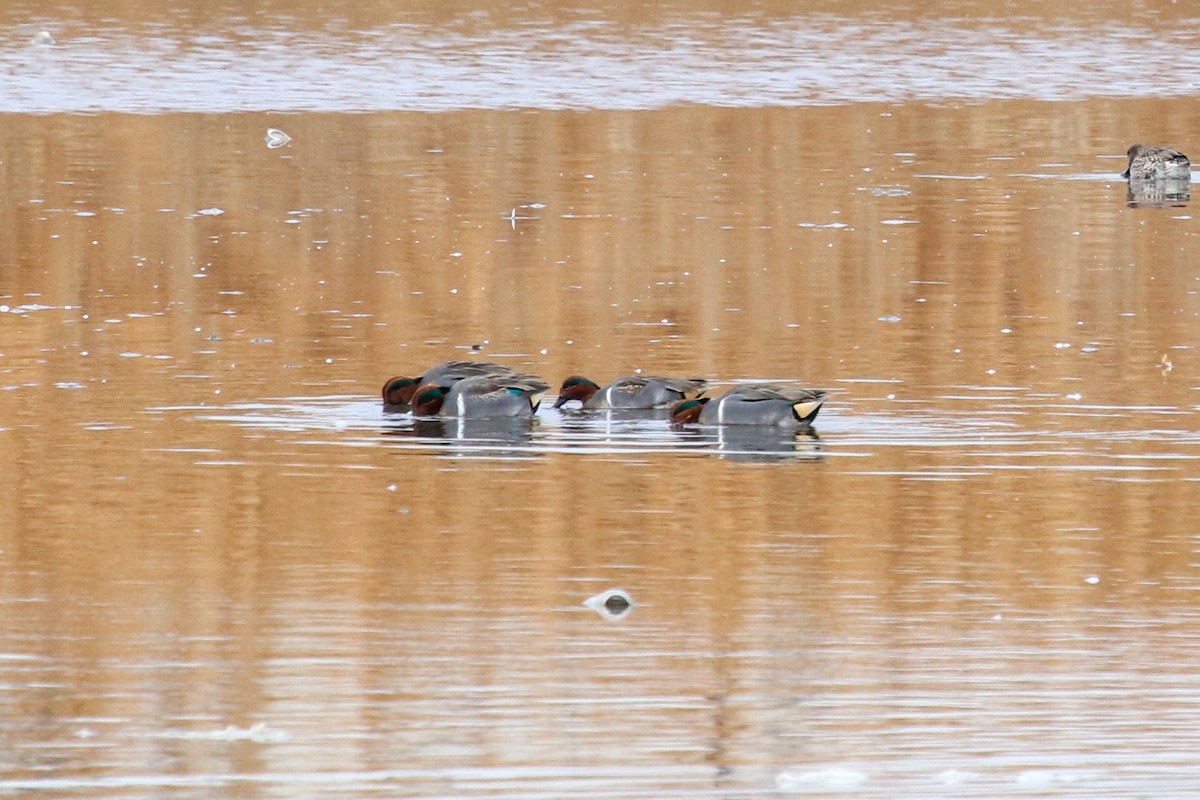 Green-winged Teal - ML79962501