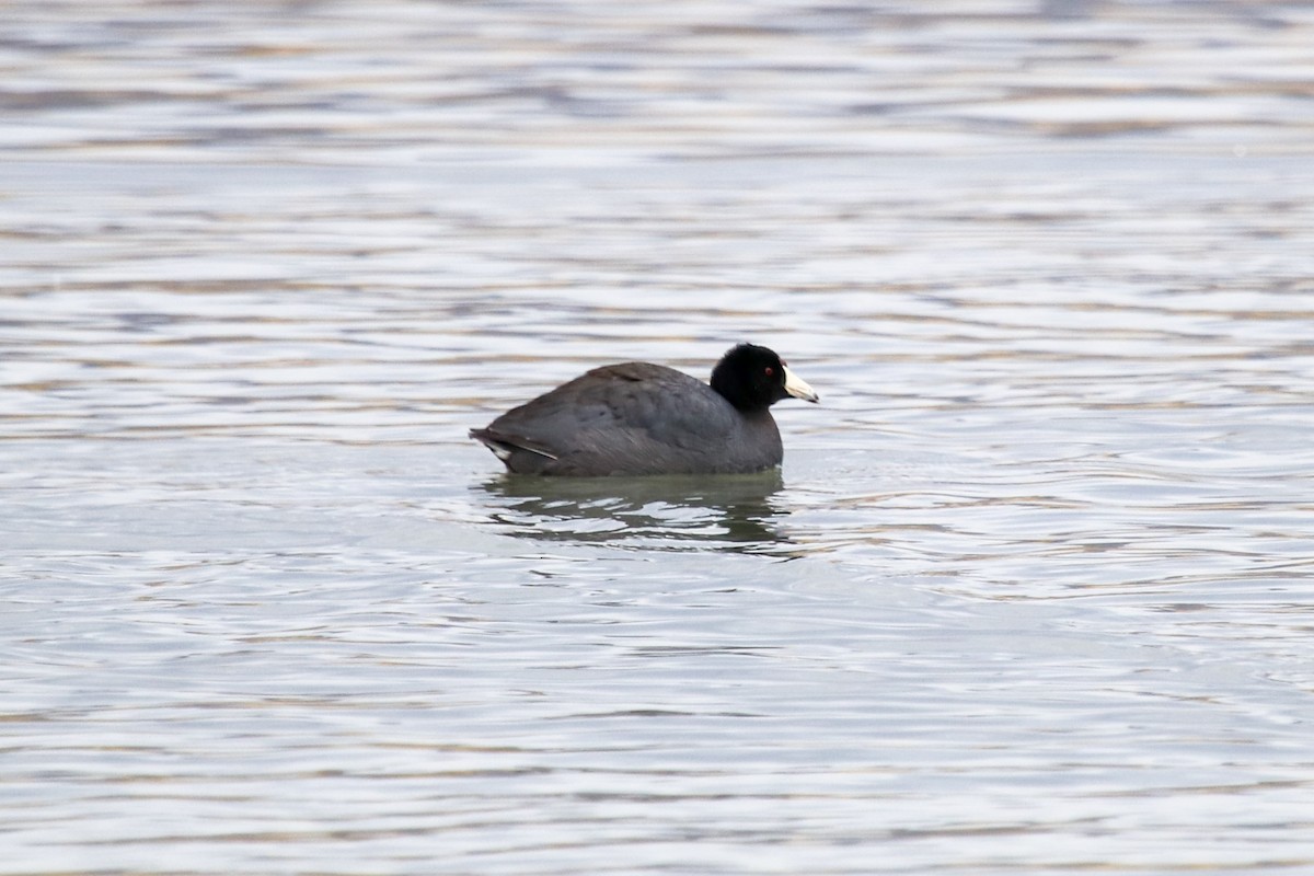 American Coot - Carly Farley