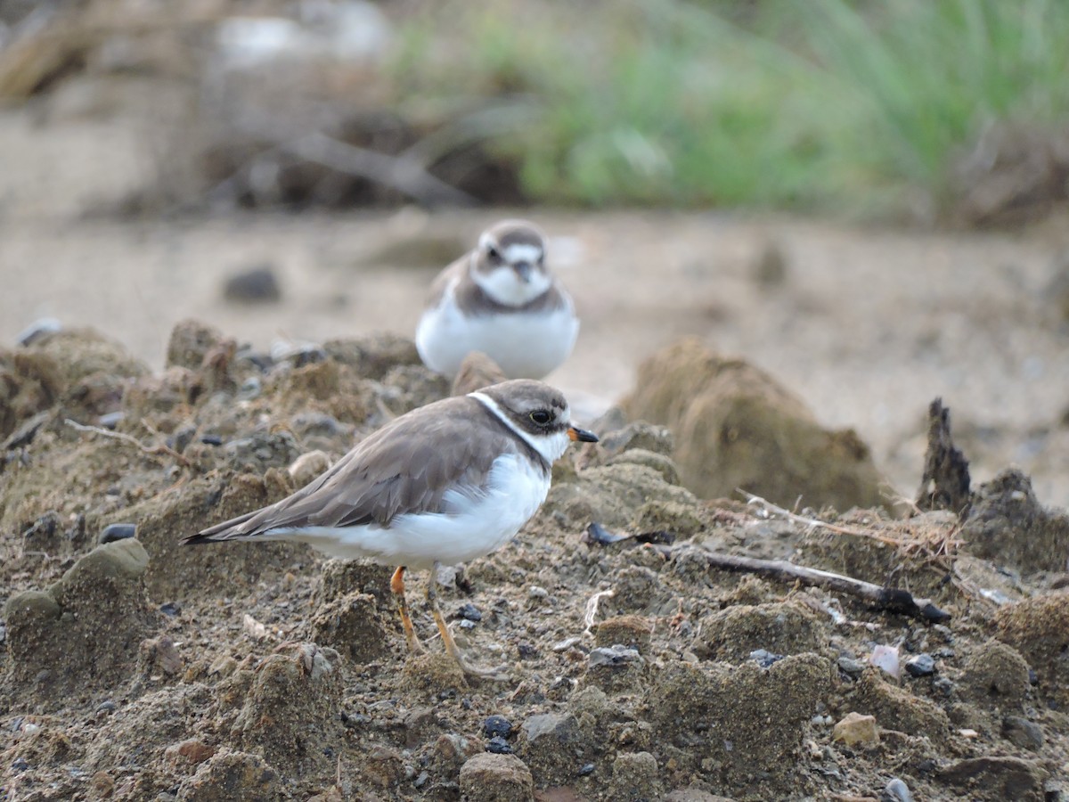 Semipalmated Plover - ML79963621