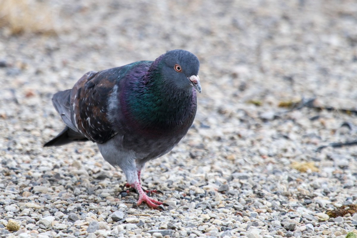 Rock Pigeon (Feral Pigeon) - ML79963861