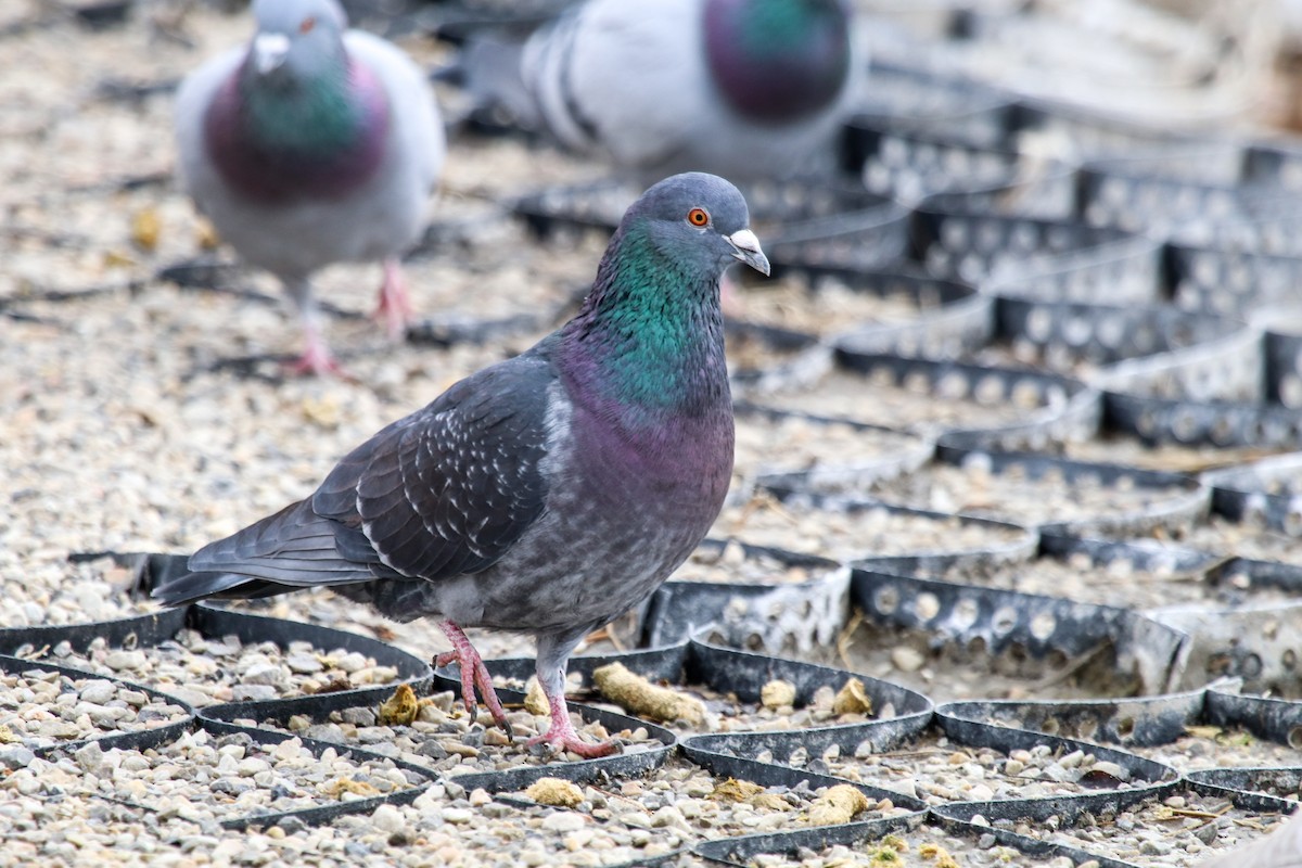 Rock Pigeon (Feral Pigeon) - Carly Farley
