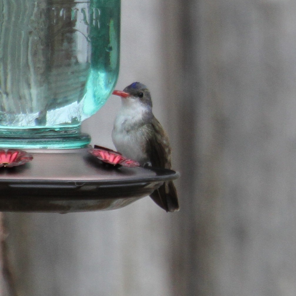 Violet-crowned Hummingbird - ML79964501